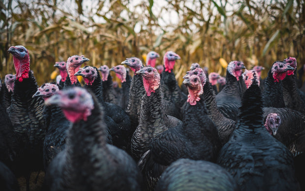 Free Range KellyBronze Turkeys