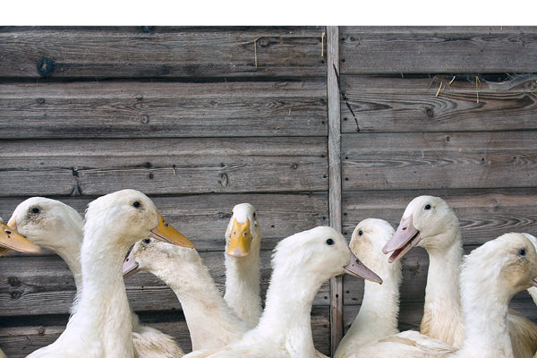 Festive Ducks and Crispy Duck Box