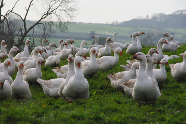 Free Range Geese
